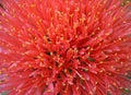 Beautiful Scadoxus multiflorus