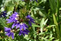 Beautiful Scaevola Fan Flower blooming (Scaevola aemula)