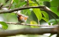 A beautiful Scaly-breasted Munia Royalty Free Stock Photo