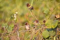 A beautiful Scaly-breasted munia Royalty Free Stock Photo