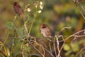 A beautiful Scaly-breasted munia Royalty Free Stock Photo