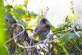 A beautiful Scaly-breasted munia Royalty Free Stock Photo