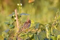 A beautiful Scaly-breasted munia Royalty Free Stock Photo