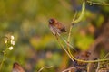 A beautiful Scaly-breasted munia Royalty Free Stock Photo