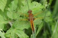 A stunning Scarce Chaser Dragonfly Libellula fulva perching on grass.