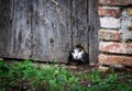 A scared cat hided behind a door