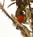 A beautiful Scarlet-Bellied Mountain Tanager