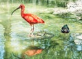 Beautiful Scarlet ibis (Eudocimus ruber) and Wood duck (Aix sponsa) in water Royalty Free Stock Photo