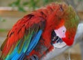 A beautiful scarlet Macau parrot cleaning its feathers