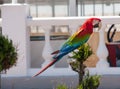 Beautiful Scarlet Macaw Ara sitting in a tree Royalty Free Stock Photo