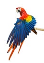 Beautiful Scarlet Macaw bird