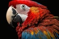 Beautiful Scarlet Macaw Close Up. Colorful and Vibrant Animal. Royalty Free Stock Photo