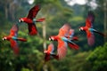 beautiful Scarlet macaws flying in the forest,colorful macaws, Flock of scarlet and red and green macaws flying in amazonas