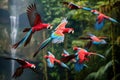 Beautiful Scarlet macaws flying in the tropical forest. Colorful parrotsFlock of scarlet and red and green macaws flying in