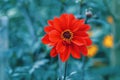 Beautiful scarlet red dahlia flower on faded blurry blue background. Dark art moody floral. Toned with filters in a retro vintage