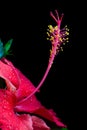 Beautiful Scarlet Red Hibiscus on Black