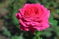 a beautiful, scarlet and red, large, blooming roses in a flower bed Royalty Free Stock Photo