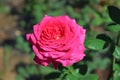 beautiful, scarlet and red, large, blooming roses in a flower bed Royalty Free Stock Photo