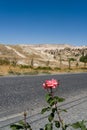 Beautiful scarlet rose blooms next to the road Royalty Free Stock Photo