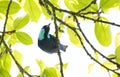 Beautiful Scarlet-thighed Dacnis