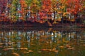 Beautiful scarlet, yellow, orange trees at the lake coast reflect in the water where the leaves are floating.