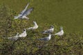 Flock of black naped tern birds in love