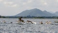 Pelicans at minneriya tank Royalty Free Stock Photo