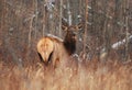 Female Wapiti elk is standing in grass in autumn forest Royalty Free Stock Photo