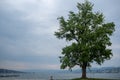 Beautiful scene of big fresh green tree on river and cloudy sky background