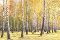 Beautiful scene with birches in yellow autumn birch forest in october Royalty Free Stock Photo