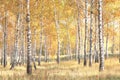 Beautiful scene with birches in yellow autumn birch forest in october Royalty Free Stock Photo