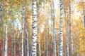 Beautiful scene with birches in yellow autumn birch forest in october Royalty Free Stock Photo