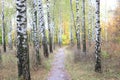 Beautiful scene with birches in yellow autumn birch forest in october Royalty Free Stock Photo