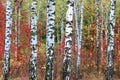 Beautiful scene with birches in yellow autumn birch forest in october among other birches Royalty Free Stock Photo