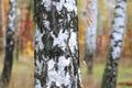 Beautiful scene with birches in yellow autumn birch forest in october Royalty Free Stock Photo