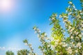 Beautiful scene of blooming cherry trees and a flash of sun against the blue sky. Sunny spring day in the orchard Royalty Free Stock Photo