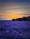 Beautiful scene of blooming lavender field. Purple blue flowers in warm summer dusk. Fragrant lavandula plants blossoms in the