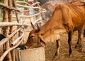 Beautiful scene of Cattle drinking water in the natural rural agricultural farm. Livestock Food industry, Traditional countryside Royalty Free Stock Photo