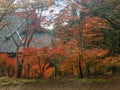 Beautiful scene of colorful autumn trees with roof of main hall in japanese temple garden for background Royalty Free Stock Photo