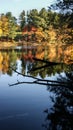 Beautiful scene of the colorful foliage of the trees in autumn fall season reflection in the black water river Royalty Free Stock Photo