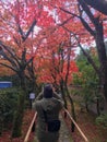 Beautiful scene of colorful red maple trees with sunlight along walk path in japanese temple garden Royalty Free Stock Photo