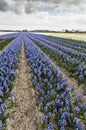 Beautiful scene of a Dutch tulip field