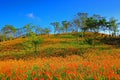 Beautiful scene of east Taiwan in Orange Daylily Season Royalty Free Stock Photo