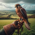 Beautiful scene of a falcon seated on falconer\'s gloved hand