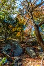 A Beautiful Scene with Fall Foliage and Several Large Granite Boulders at Lost Maples Royalty Free Stock Photo