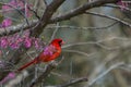 Beautiful scene featuring male cardinal and blooms.