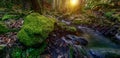 Beautiful scene in the forest at sunrise. Mountain river flowing through the green forest Royalty Free Stock Photo