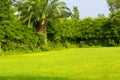 beautiful scene in the green garden with green grass Royalty Free Stock Photo