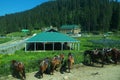 Beautiful scene in Gulmarg-3 Royalty Free Stock Photo