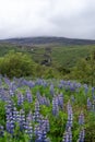 Beautiful scene in Iceland with lupine wildflowers and waterfalls and river in the distance